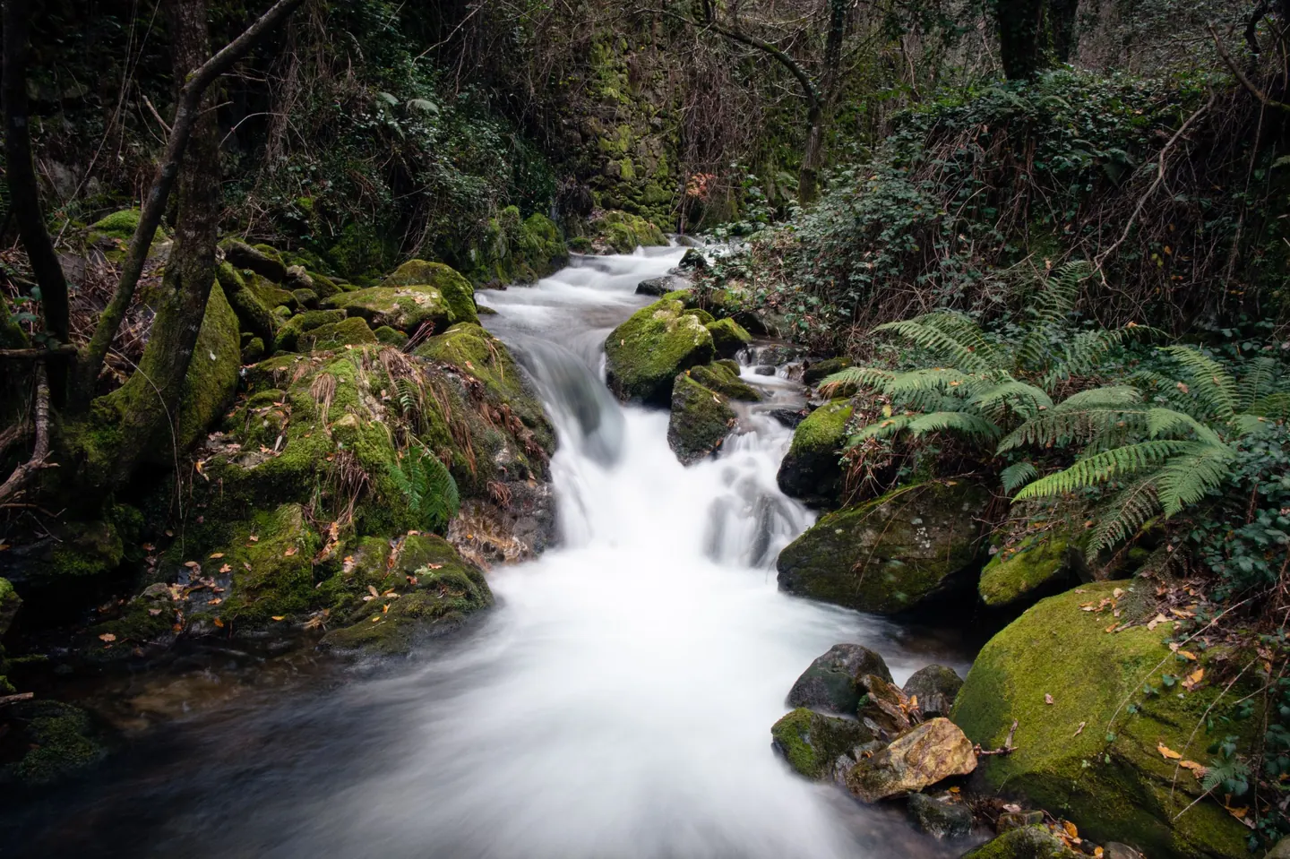 A forest stream running over mossy boulders