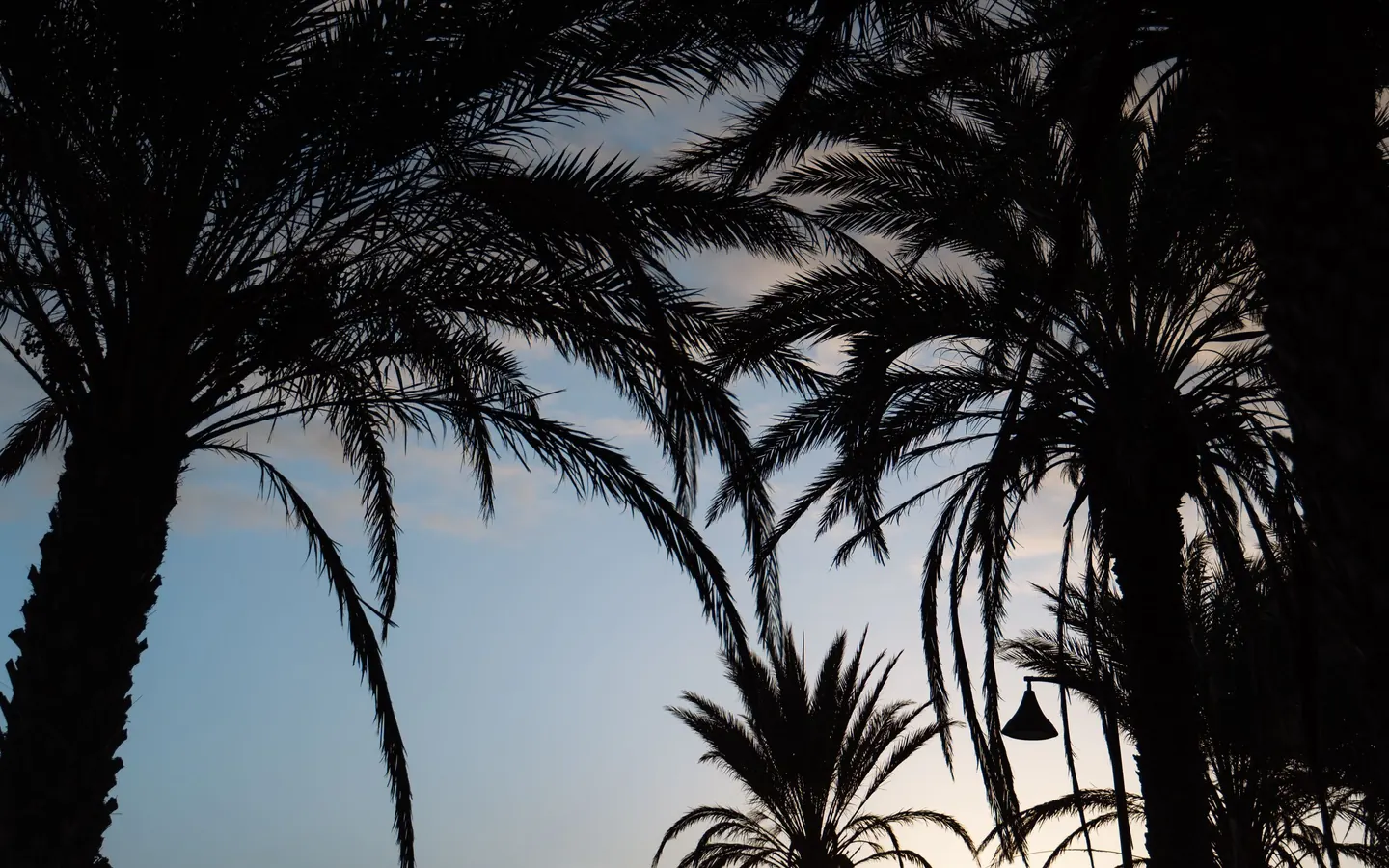 Palm silhouettes against a sunset over the sea